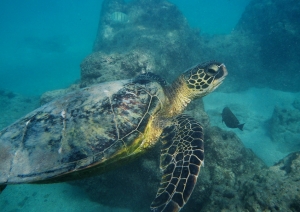 Green Sea Turtle off Maui