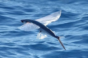 Malolo flying fish off West Maui
