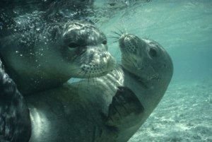 Monk seals in Hawaii