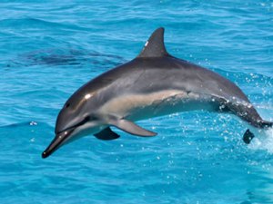Spinner dolphin off Maui